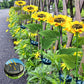 Zonnebloem Solar Lampen – Automatisch aan/uit, 14 uur verlichting, IP65 waterdicht