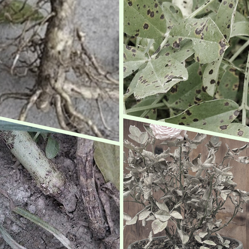 Langzame release planten mest sticks