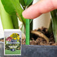 Langzame release planten mest sticks