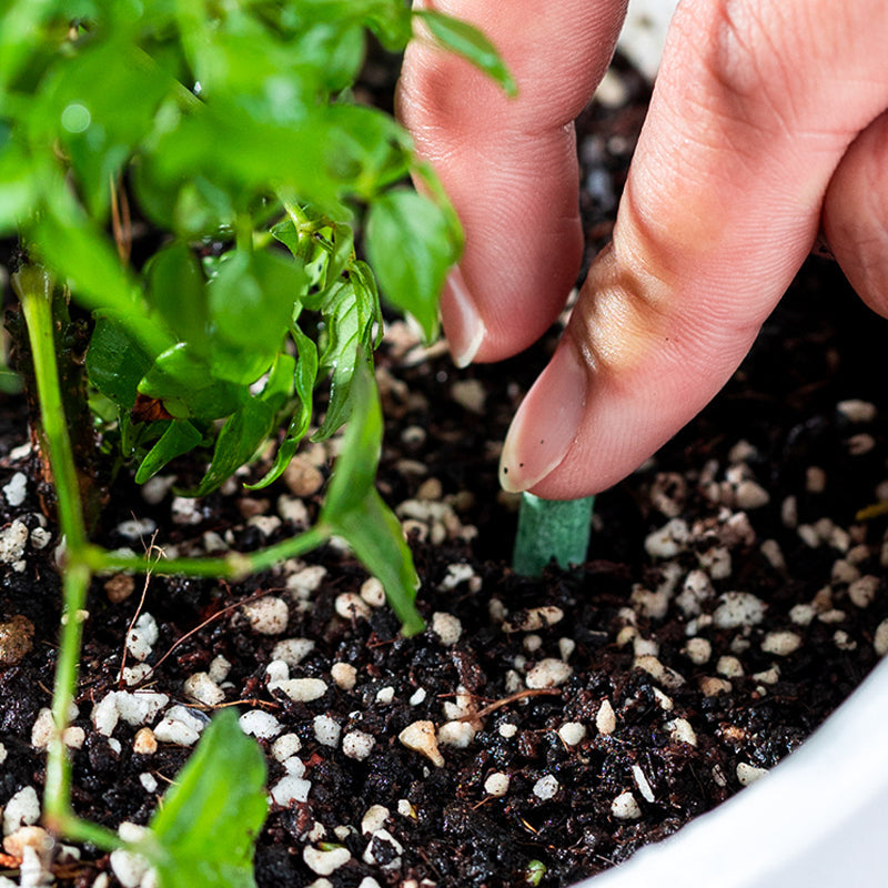 Langzame release planten mest sticks