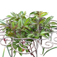 🌸 Stevig Bloemensteunframe | Robuuste Klimsteun voor Rozen en Hoge Planten – Houdt Alles Recht en Netjes 🌿