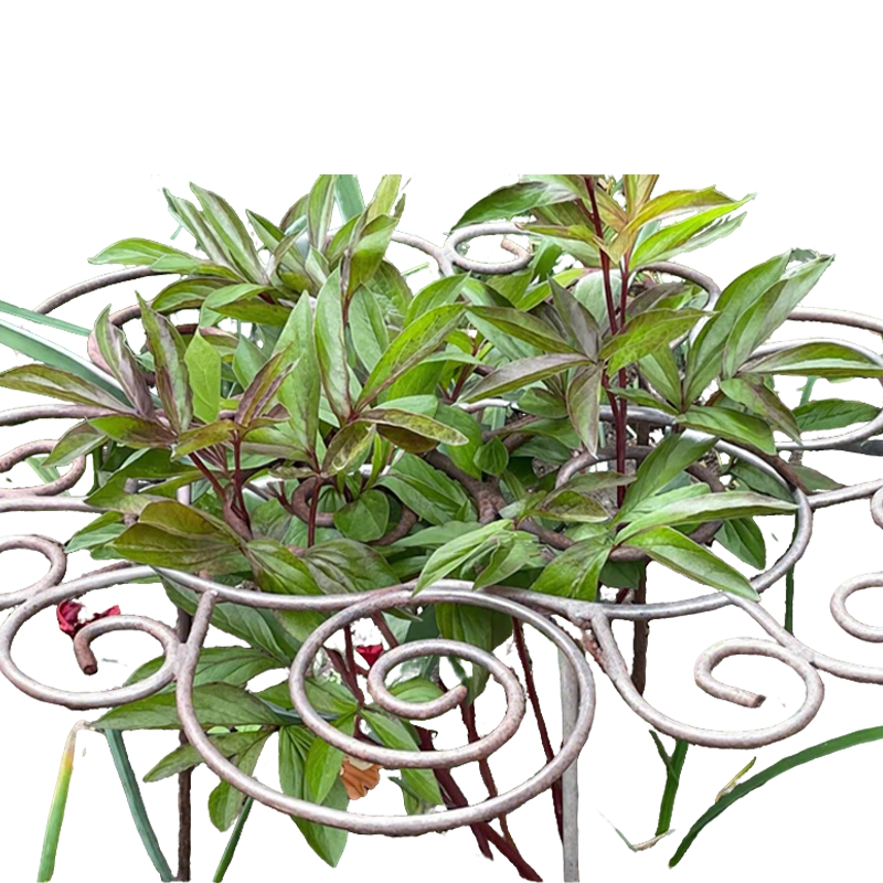 🌸 Stevig Bloemensteunframe | Robuuste Klimsteun voor Rozen en Hoge Planten – Houdt Alles Recht en Netjes 🌿