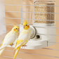 📢 50% OFF NOW! 🐦 2-in-1 Automatic Bird Feeder & Waterer – Anti-waste design, easy refill & clear visibility – Keeps your bird fed & hydrated all day 🧊